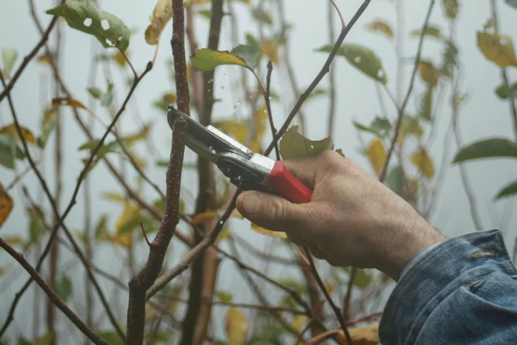 trim trees and shrubs