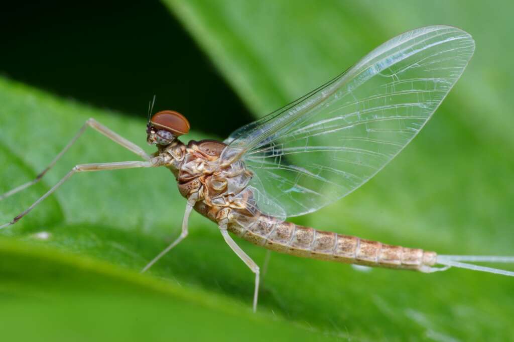 Mayflies in Northeast Ohio: 2024 Your Questions Answered