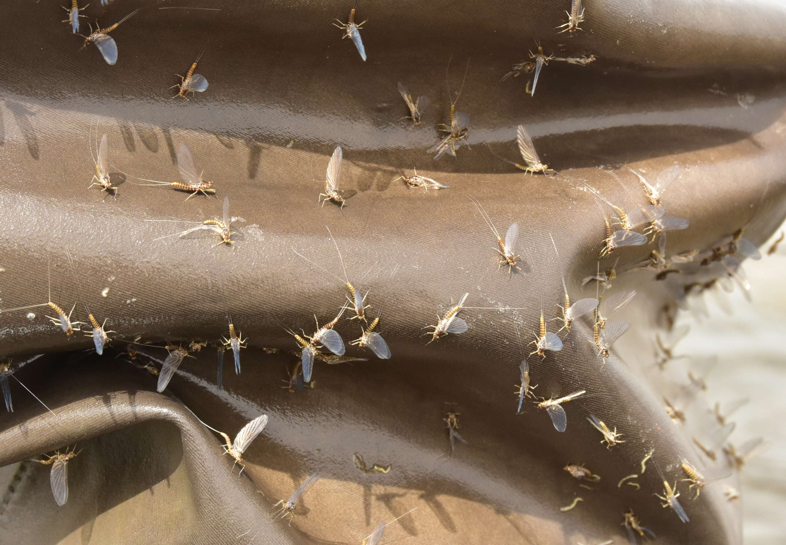 Mayflies in Northeast Ohio: 2024 Your Questions Answered