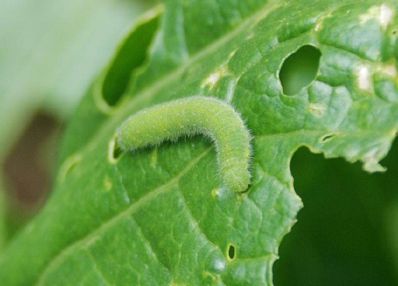 Cabbage worm