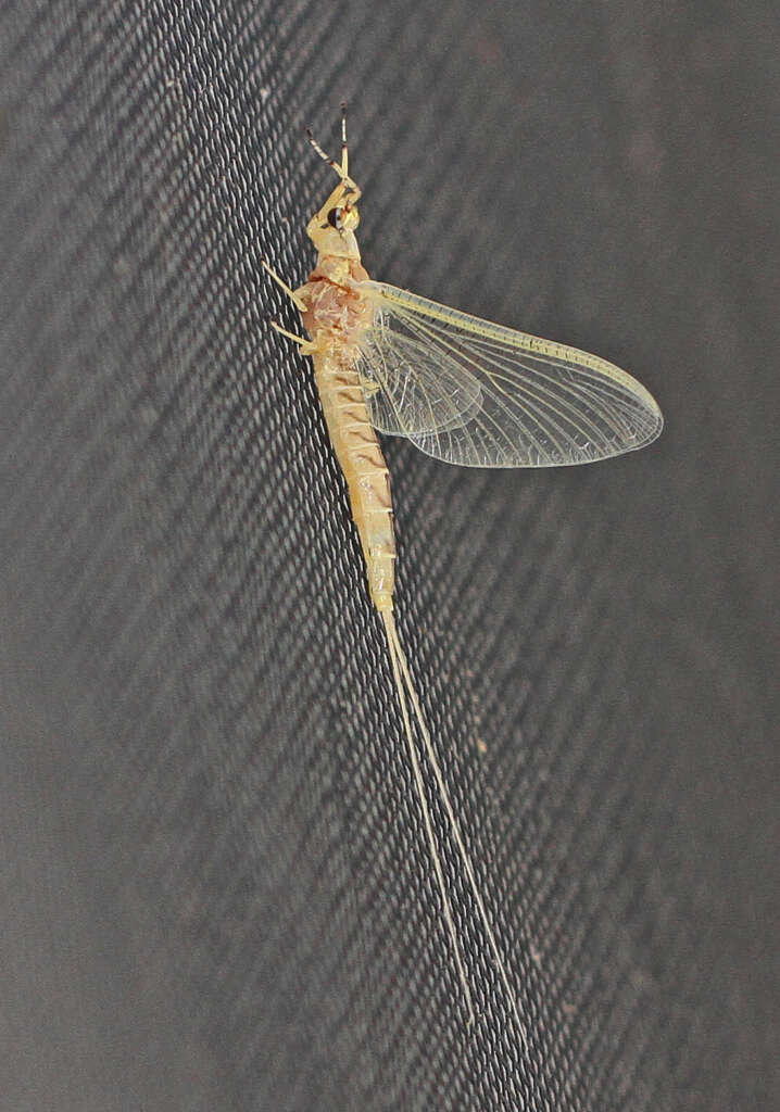 Mayflies in Northeast Ohio: 2024 Your Questions Answered 1