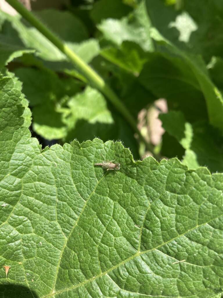 Lake Erie midges