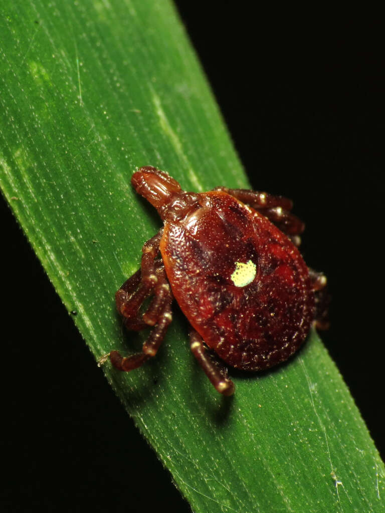 lone star tick ticks