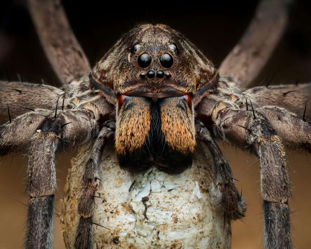 wolf spider