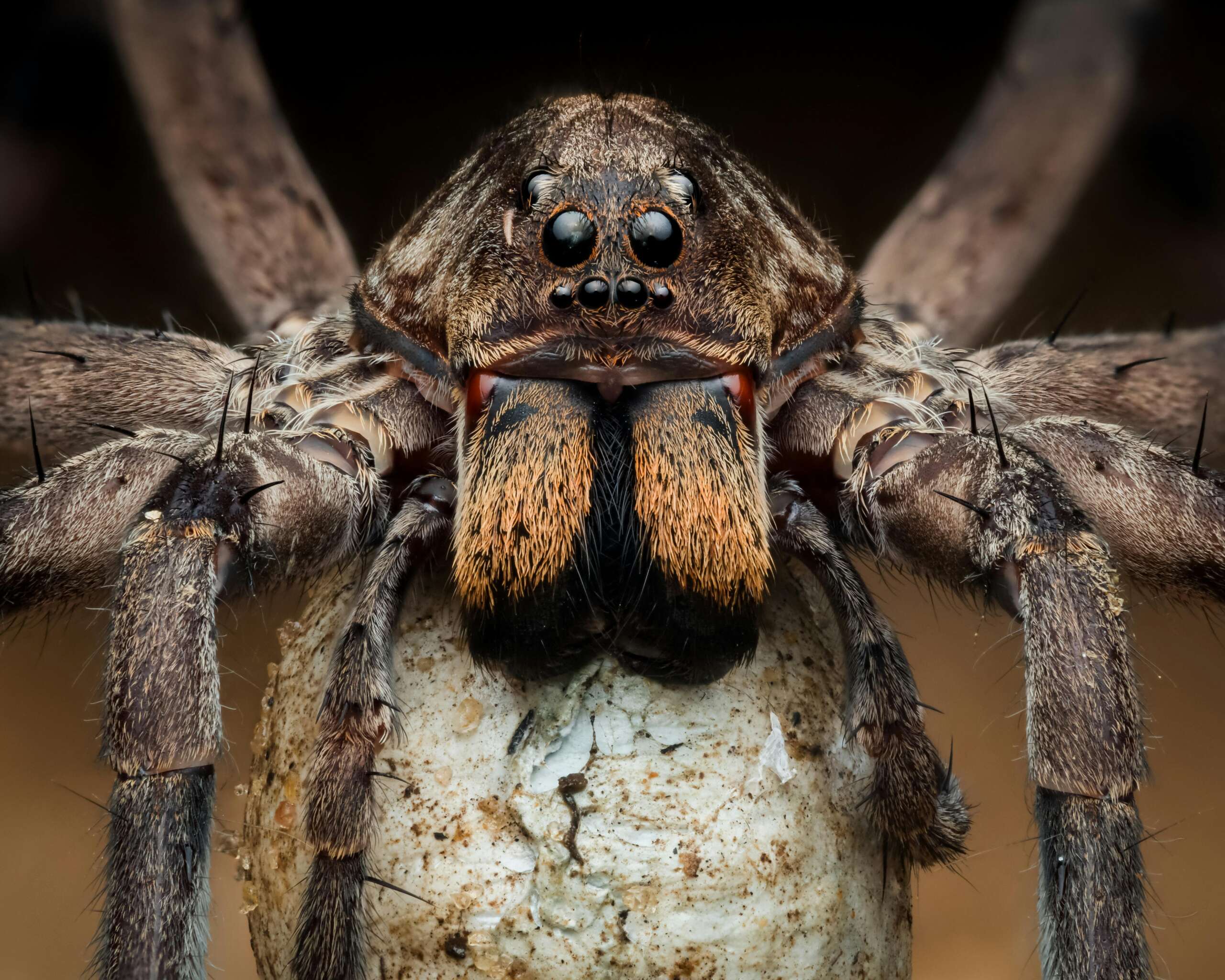 wolf spider Sheffield Lake spider control