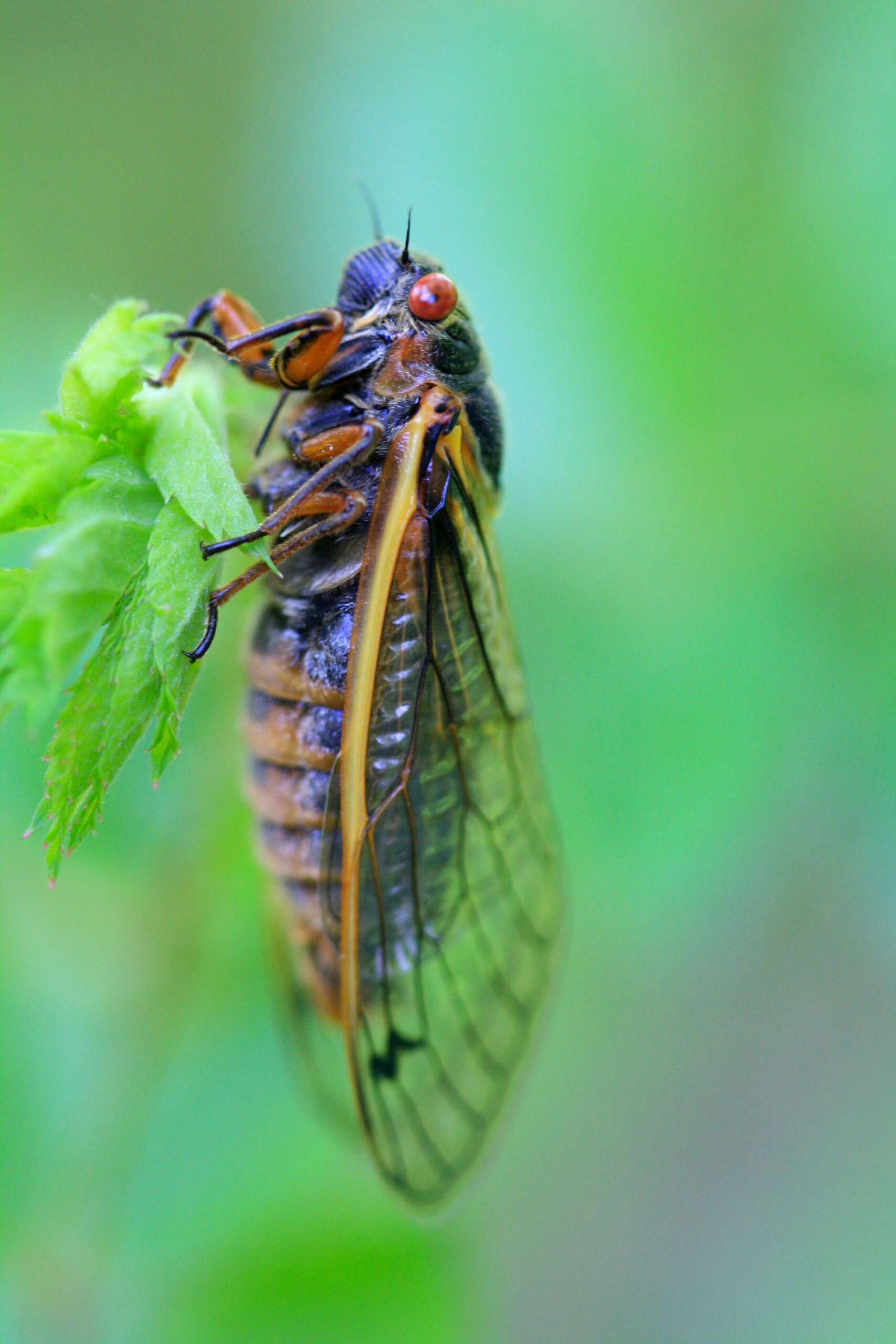 4 Cicada Serenade or Summer Symphony? Unveiling the Buzz About Cicadas in Northeast Ohio, 2024