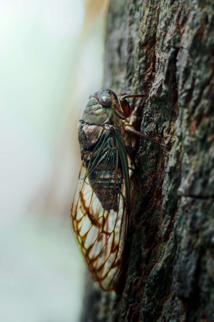 2 Cicada Serenade or Summer Symphony? Unveiling the Buzz About Cicadas in Northeast Ohio, 2024