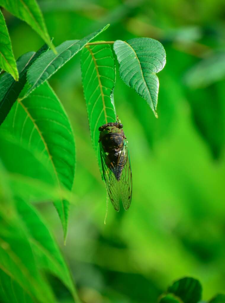 1 Cicada Serenade or Summer Symphony? Unveiling the Buzz About Cicadas in Northeast Ohio, 2024