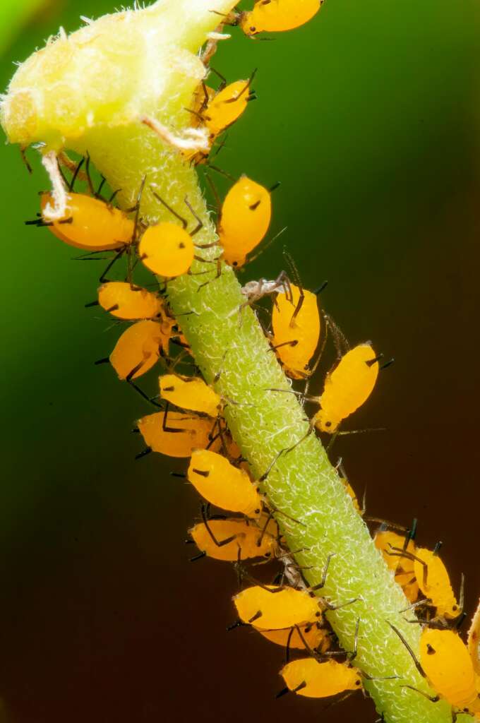 aphids