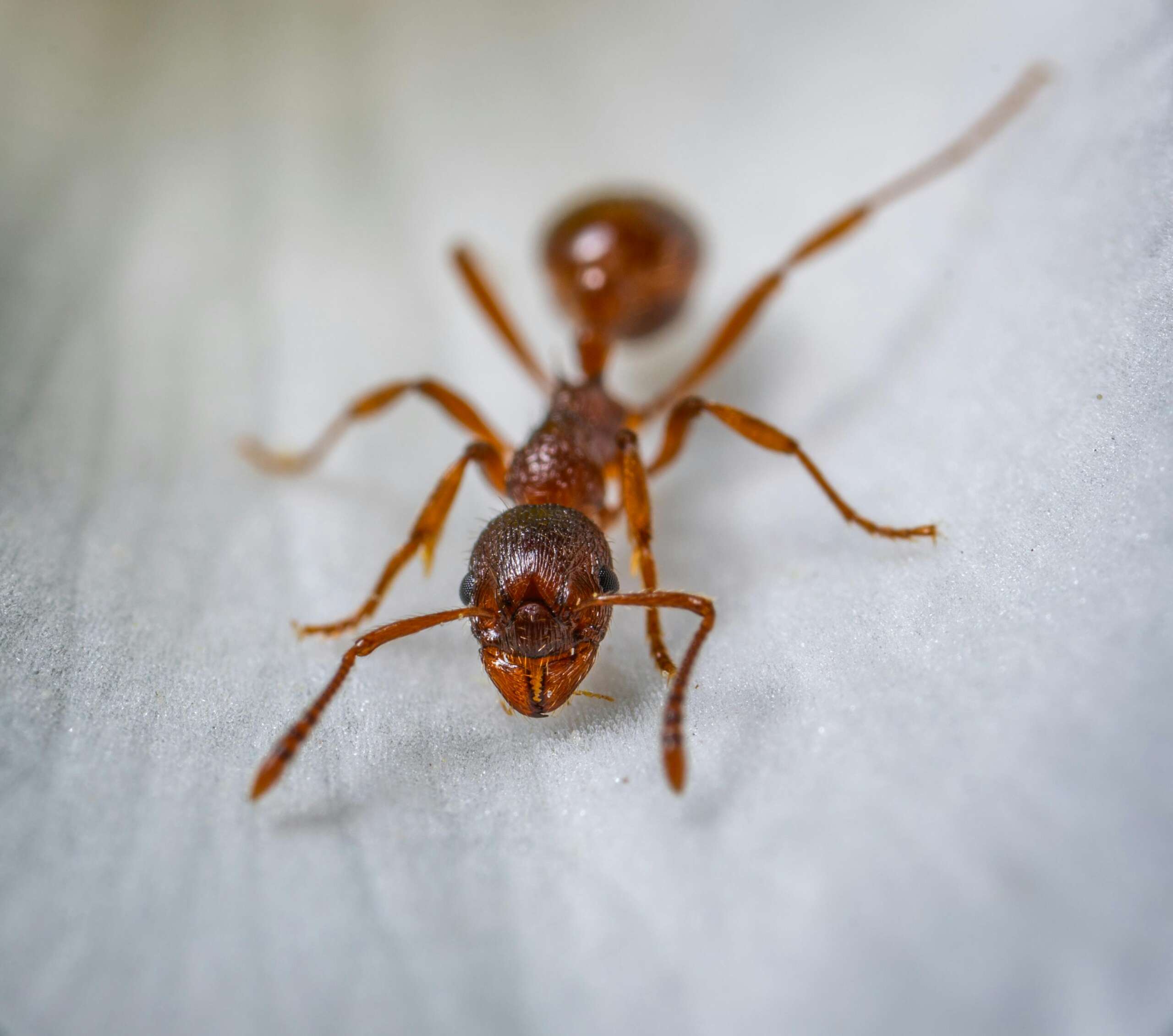 North Olmsted ant control Lorain ant control Cleveland ant control Brooklyn ant control