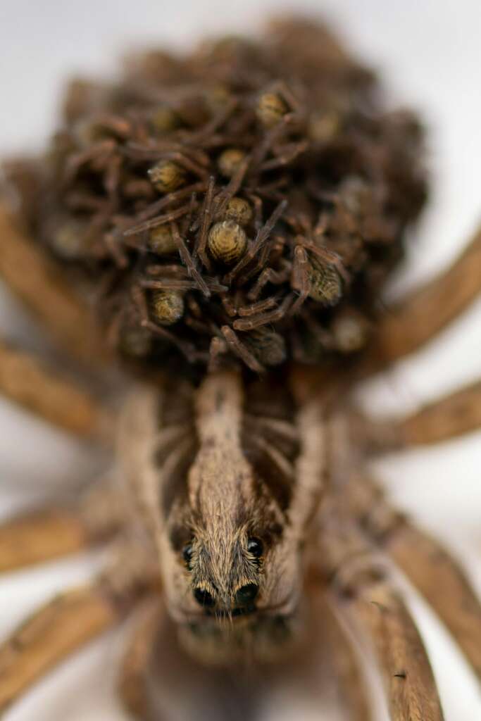 Wolf Spiders in Northeast Ohio: 2024 Guide and How to Coexist