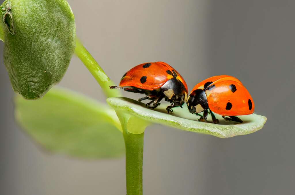 Going Green vs. Going Strong: Eco-Friendly Pest Control in Ohio (2024)