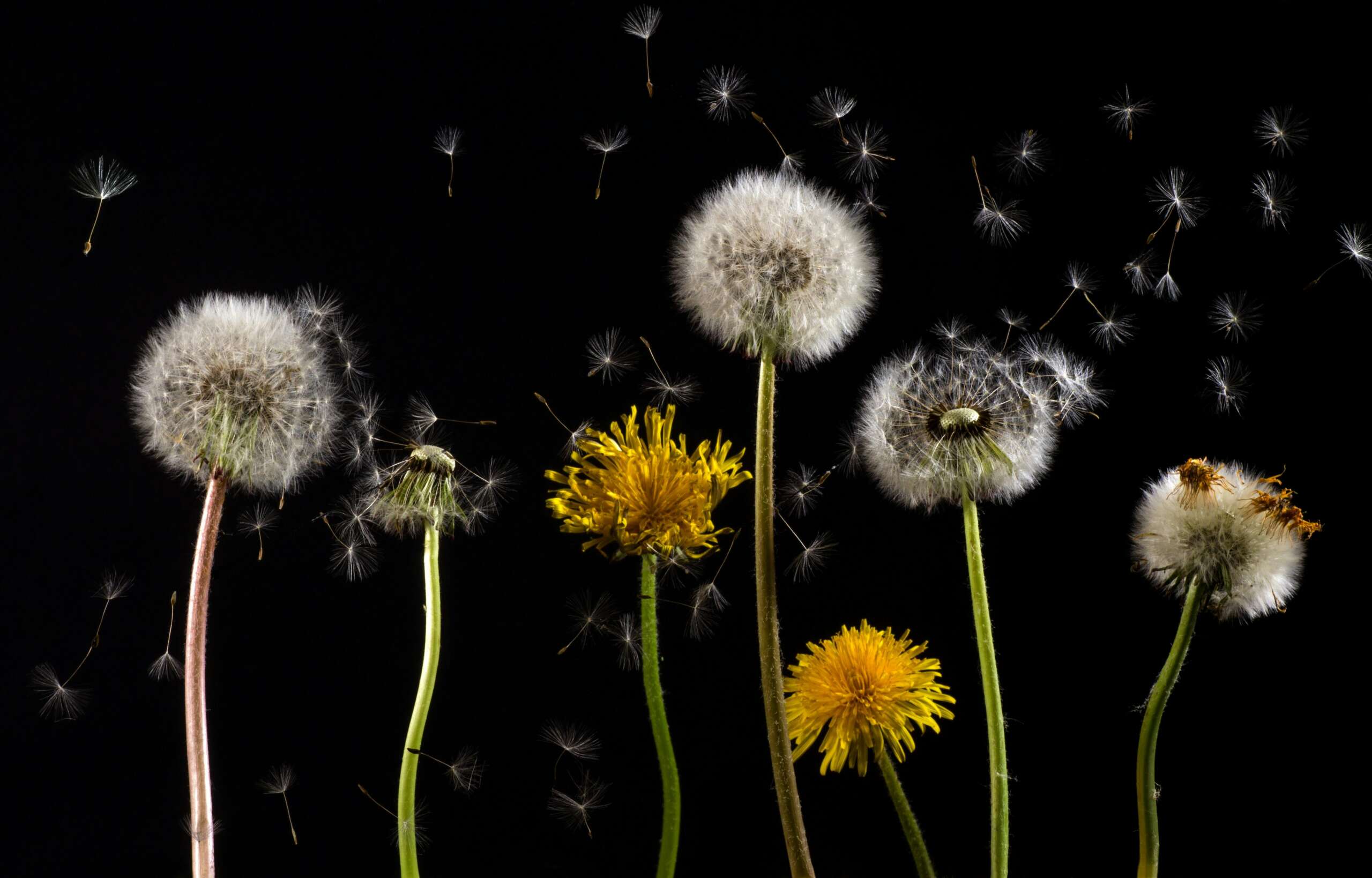 Going Green vs. Going Strong: Eco-Friendly Pest Control in Ohio (2024)