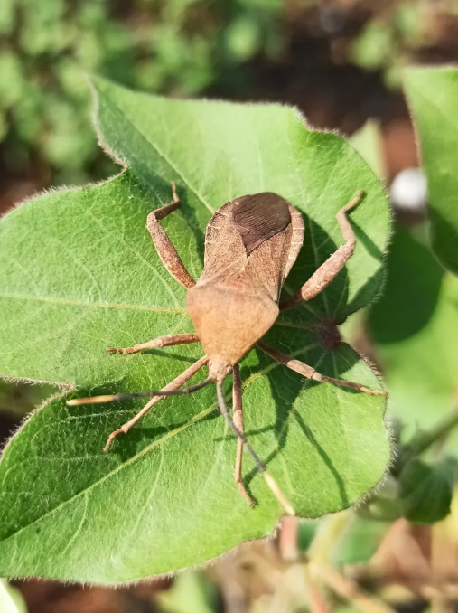 squash bug