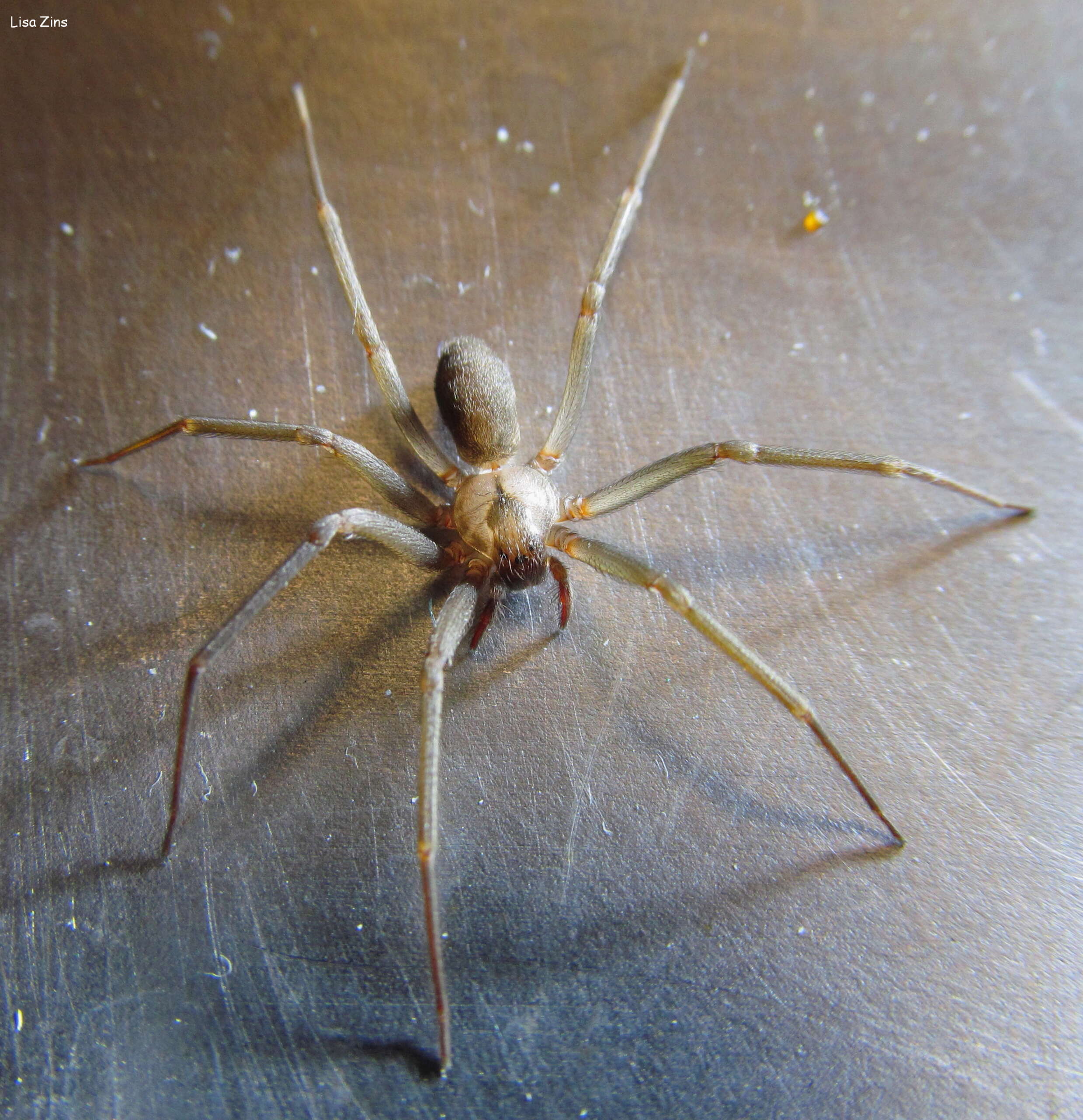 Brown recluse