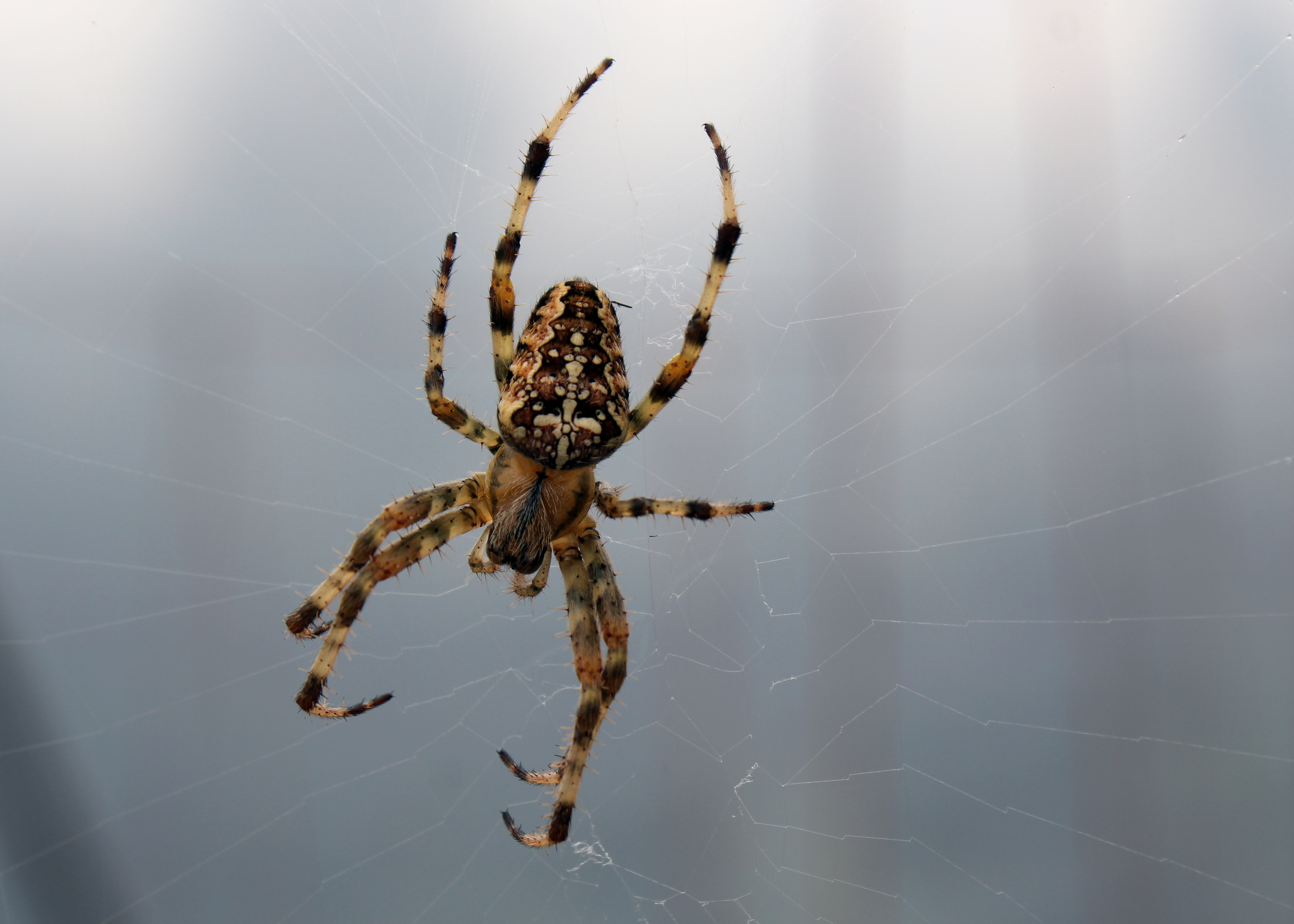 cross spider