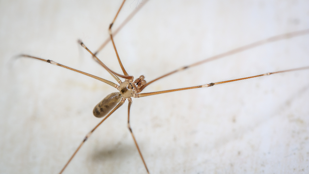 cellar spider spiders in Ohio