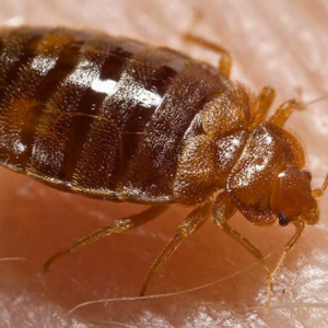 Bed Bug Control bed bug exterminator