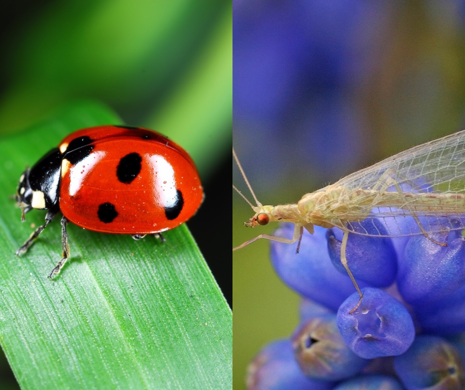 ladybug lacewing ohio garden