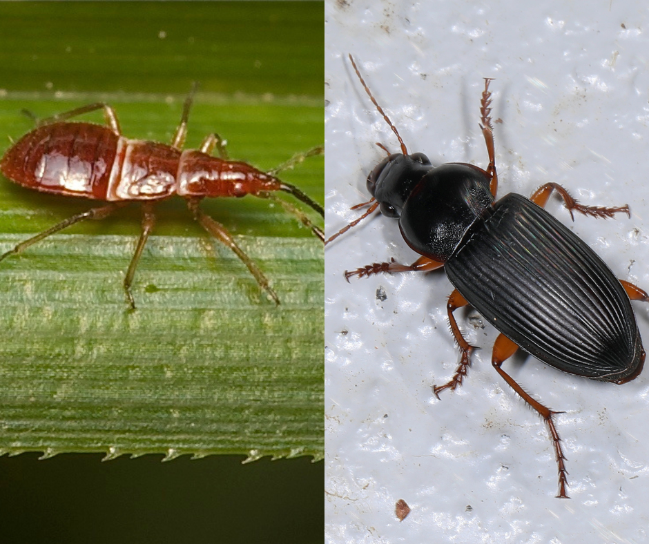 minute pirate bug ground beetle Ohio gardens