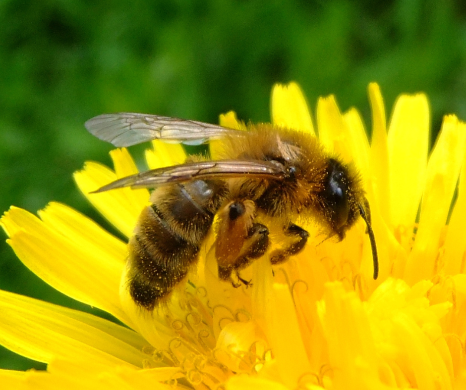 honey bee Ohio garden