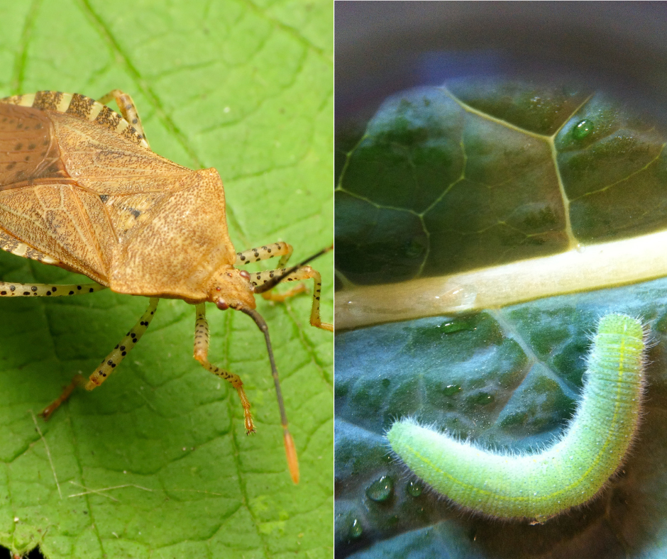 squash bug cabbage worms ohio garden