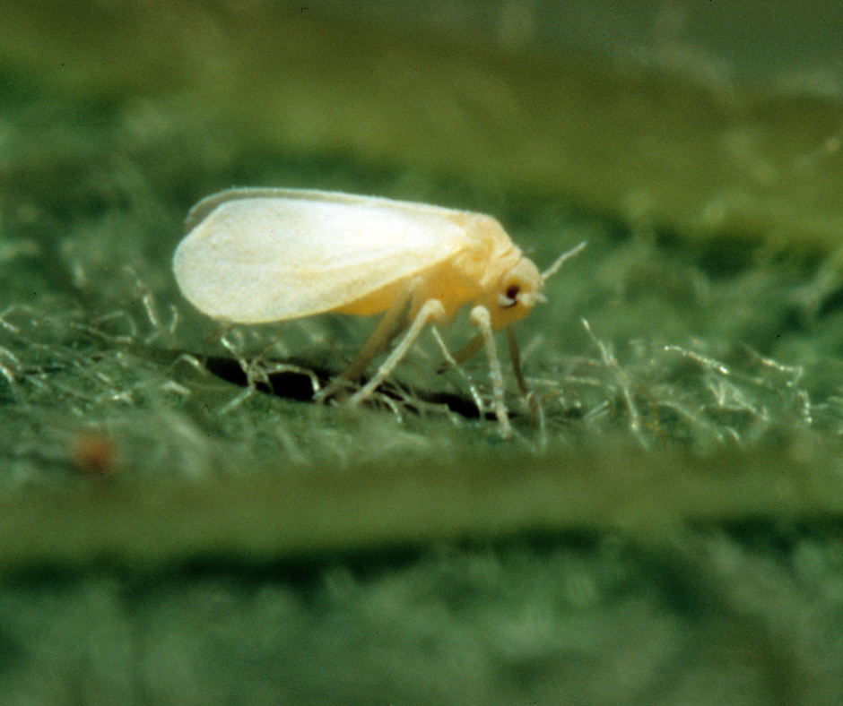 whiteflies Ohio garden