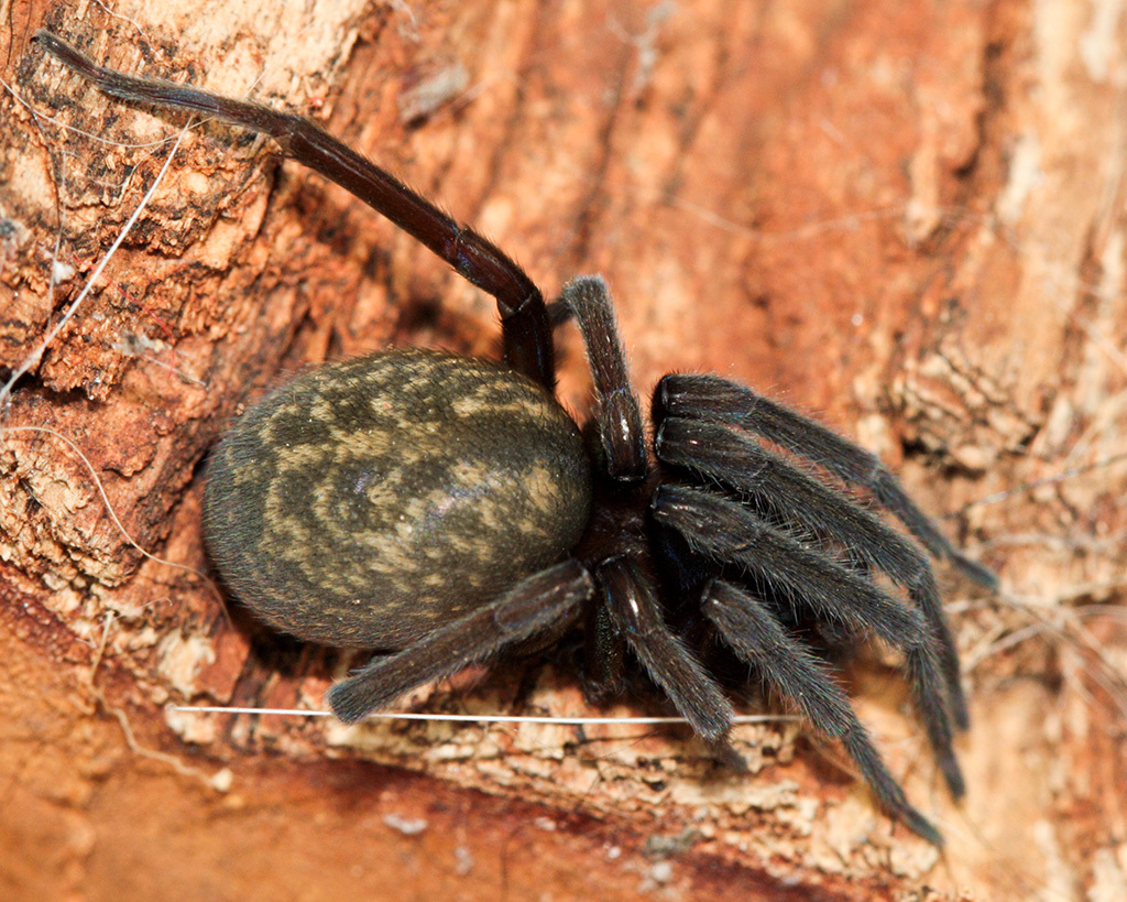 Don't Be Bugged Out! A Guide to Identifying Common Spiders in Ohio