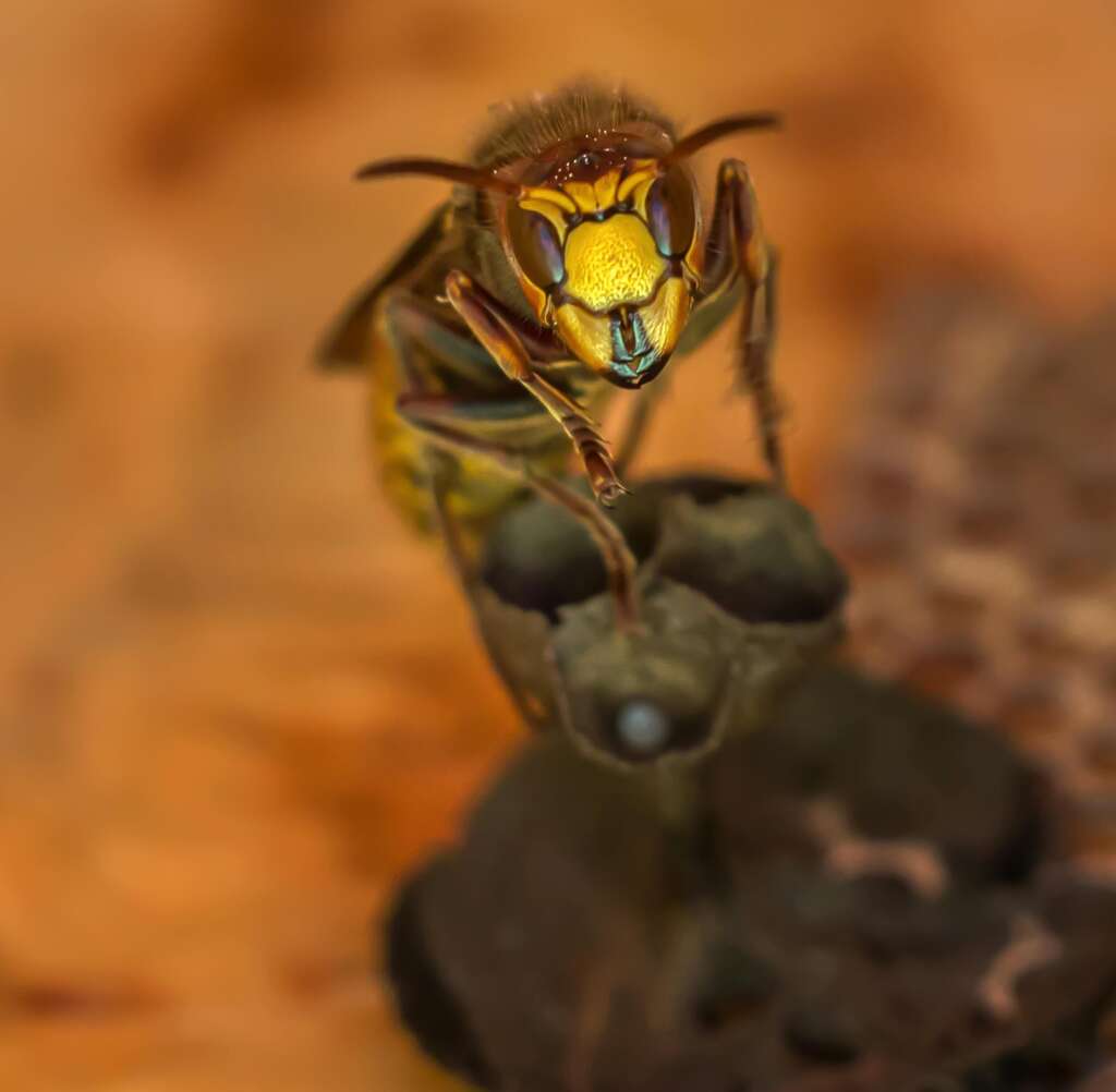 Sheffield Lake wasp control stinging insects