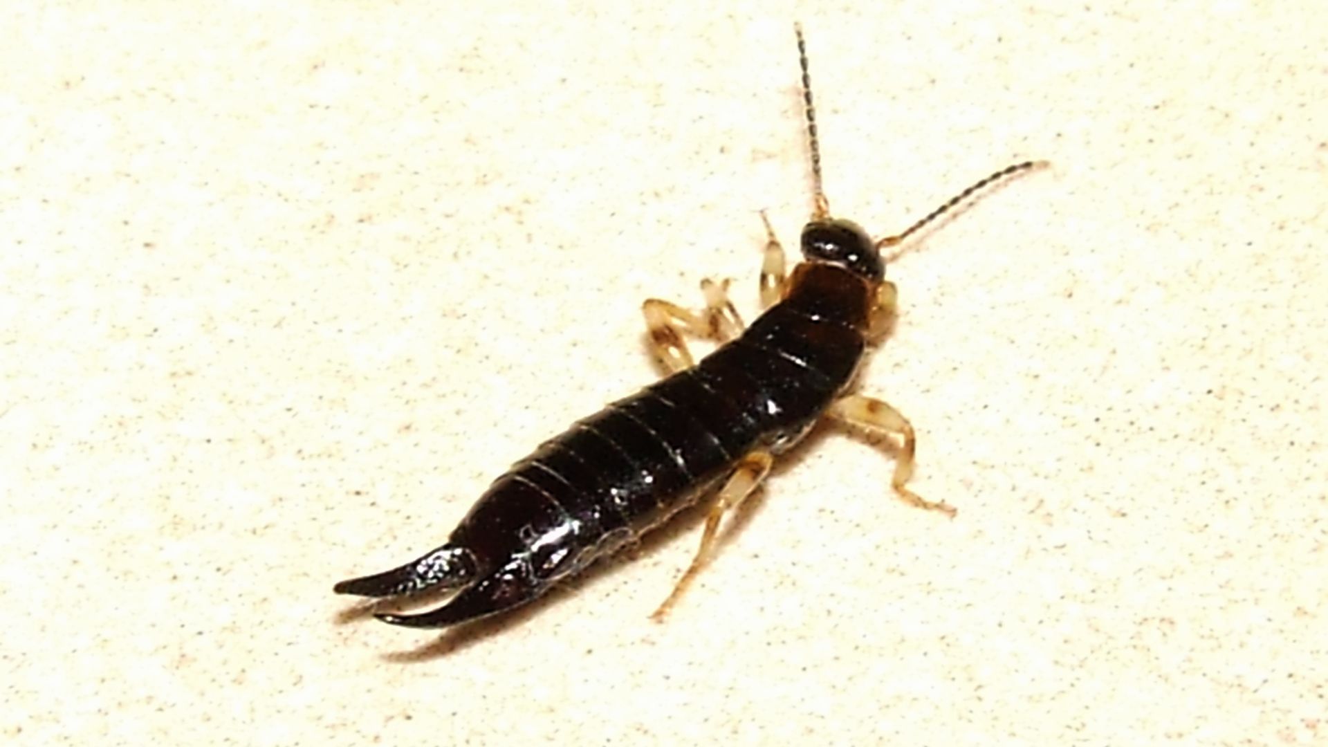 Ohio earwigs