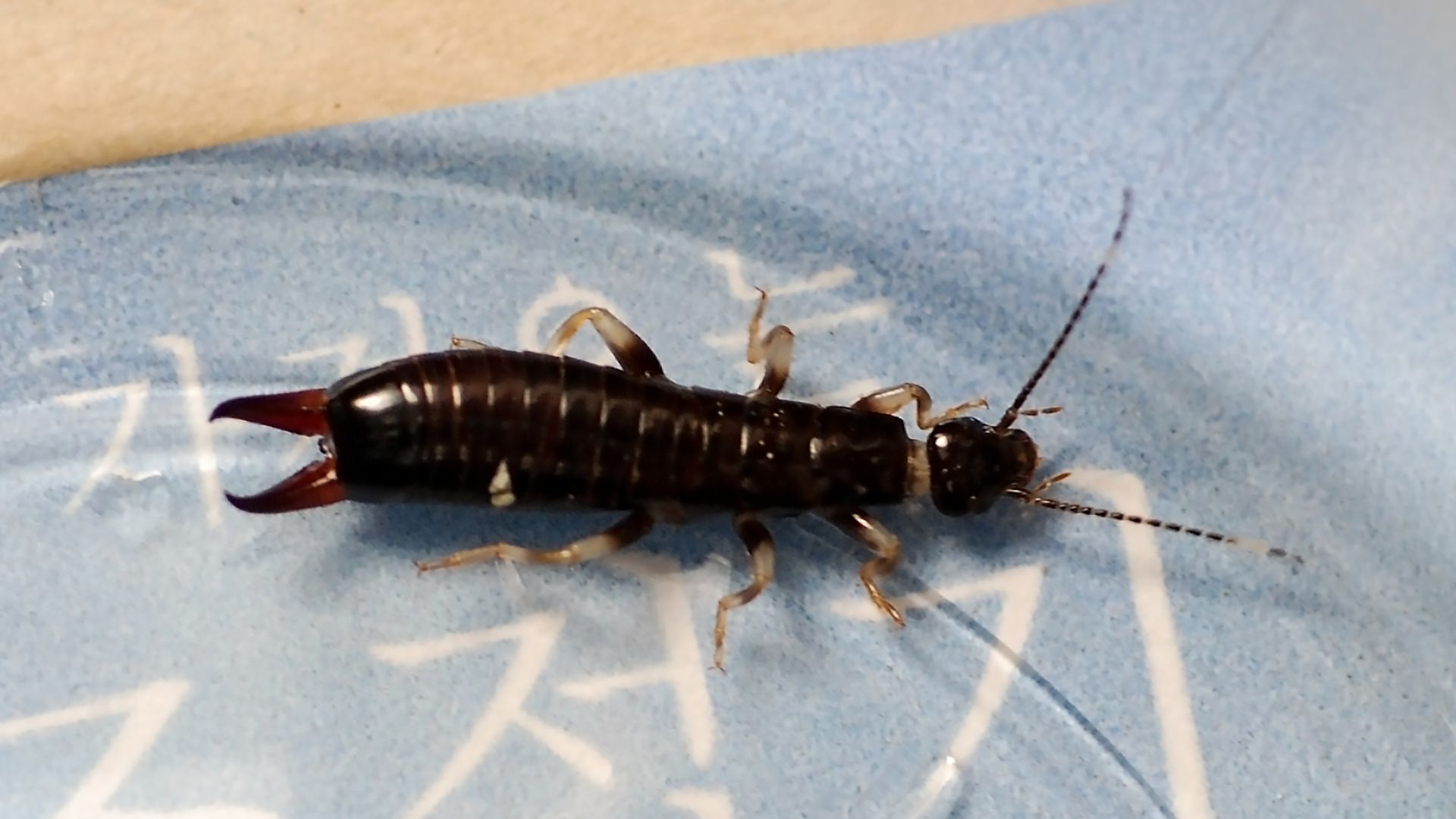 Earwigs in Ohio: Creepy Crawlies or Chill Cohabitants?