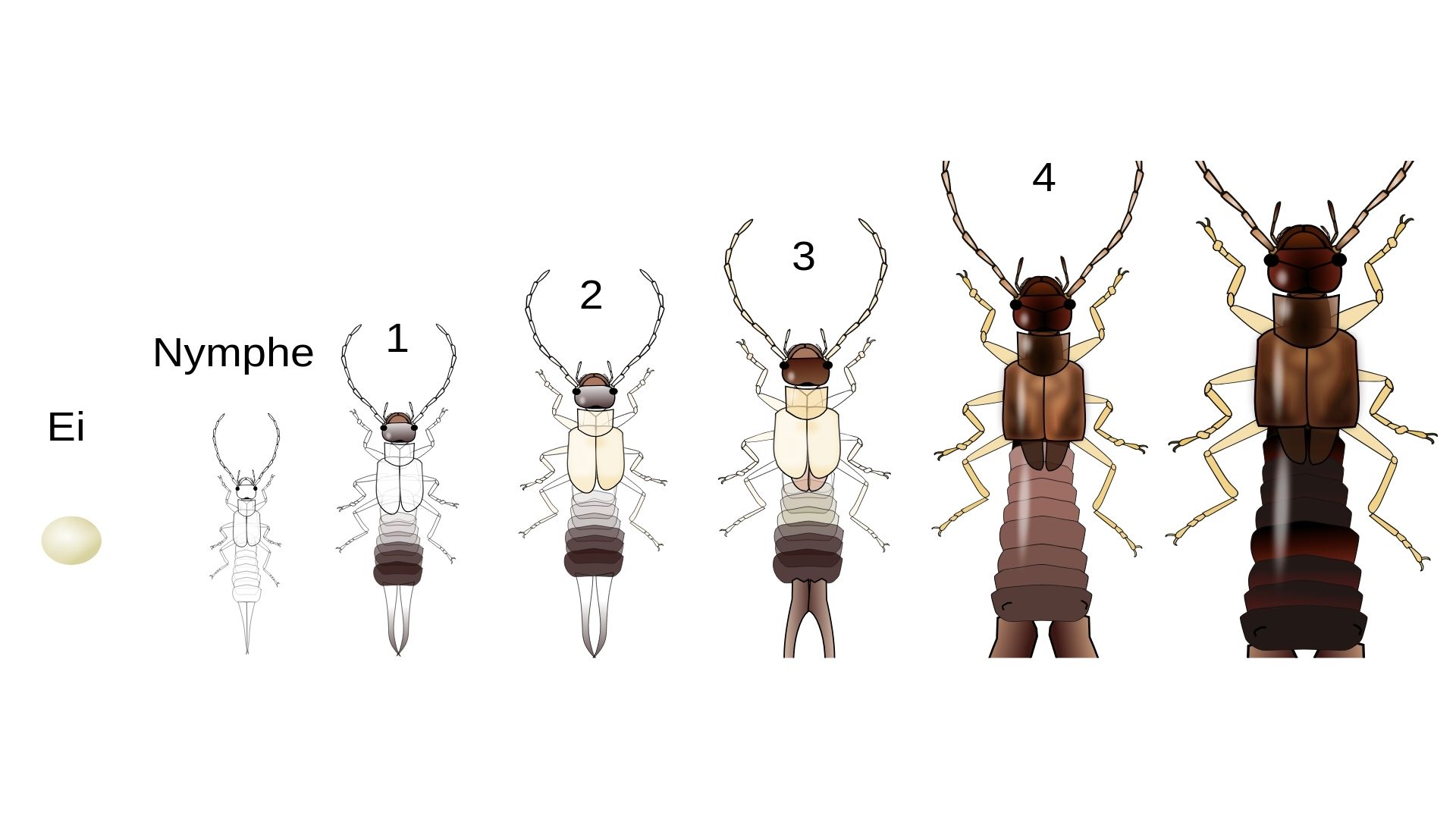 earwig lifecycle