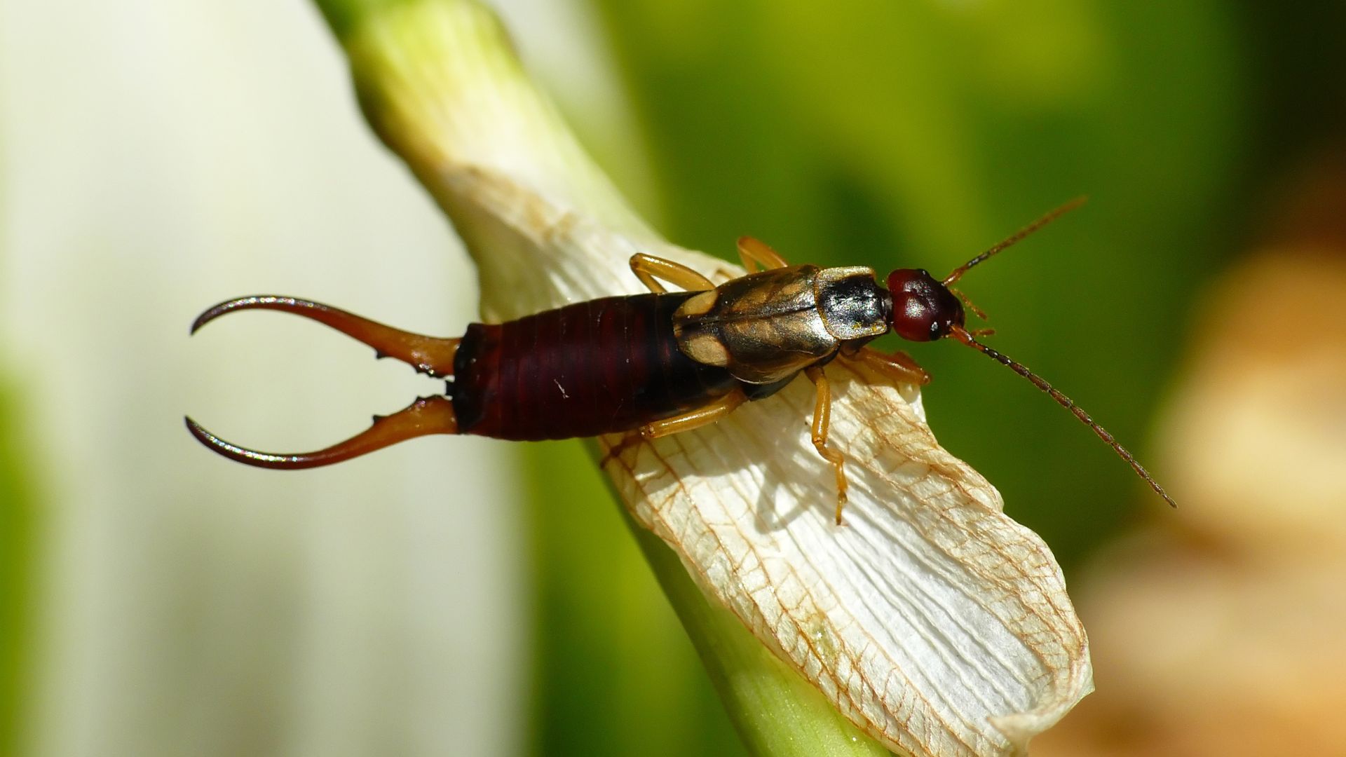 Earwig