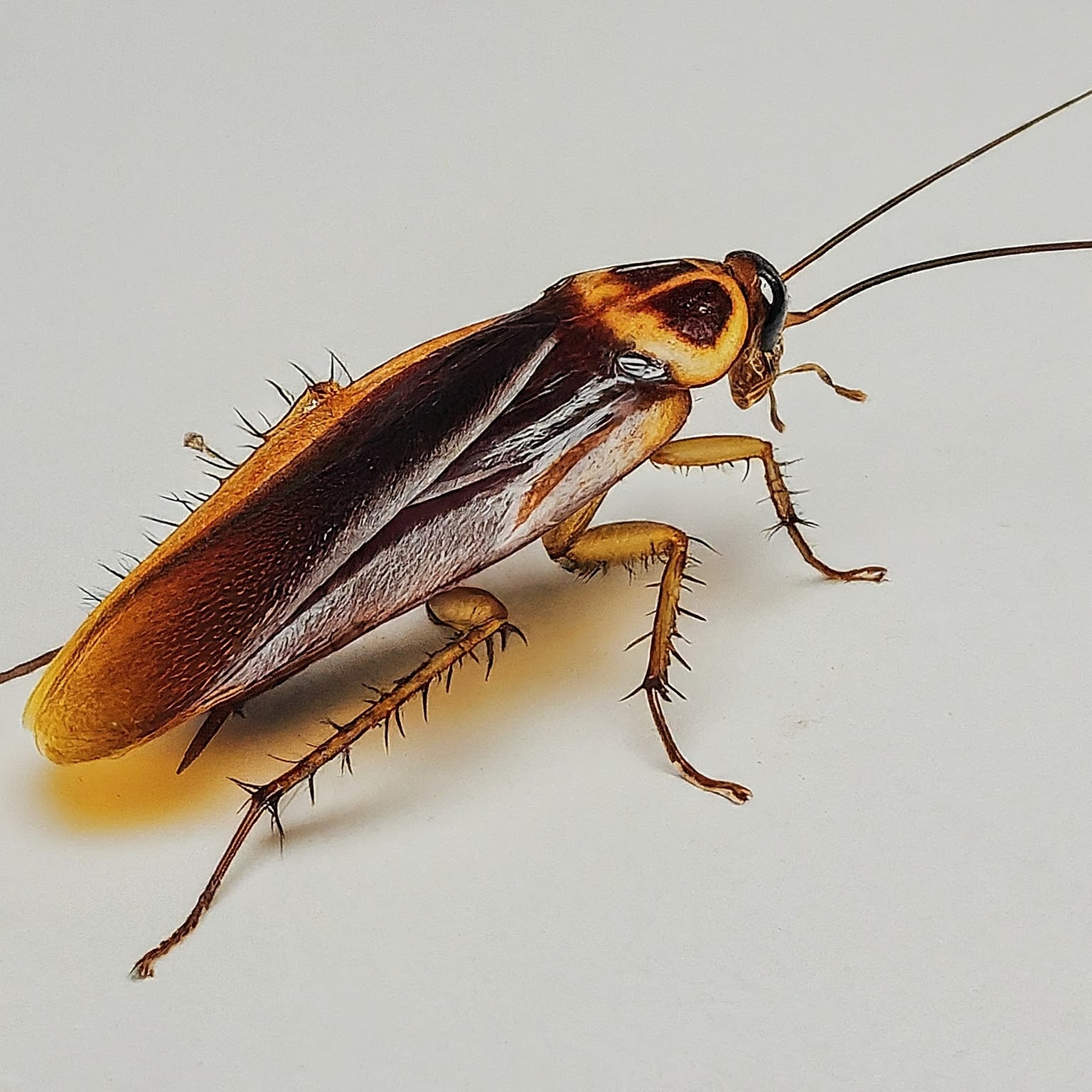 fairview park cockroach control