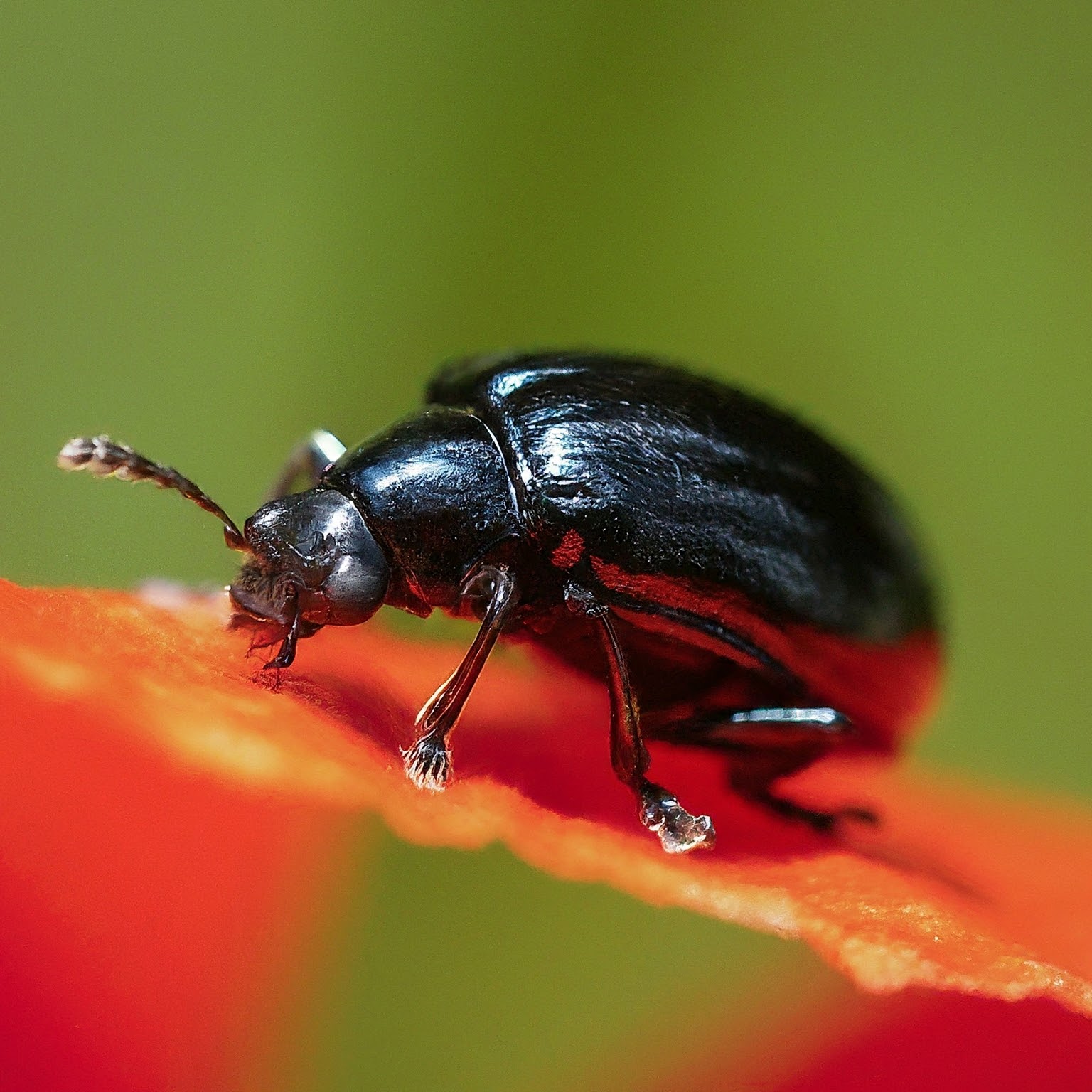 poppy seed beetles
 Tick Imposters: 8 Bugs That Look Like Ticks But Aren't (And Why It Matters)