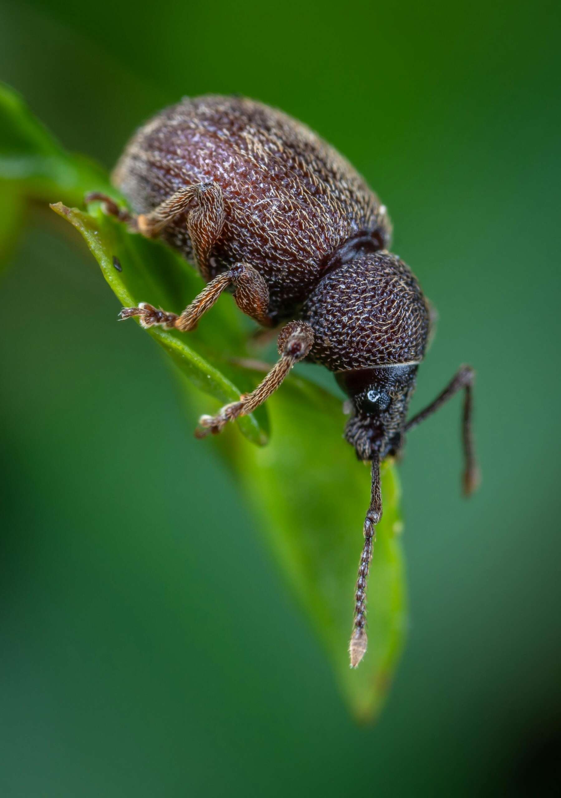 weevil