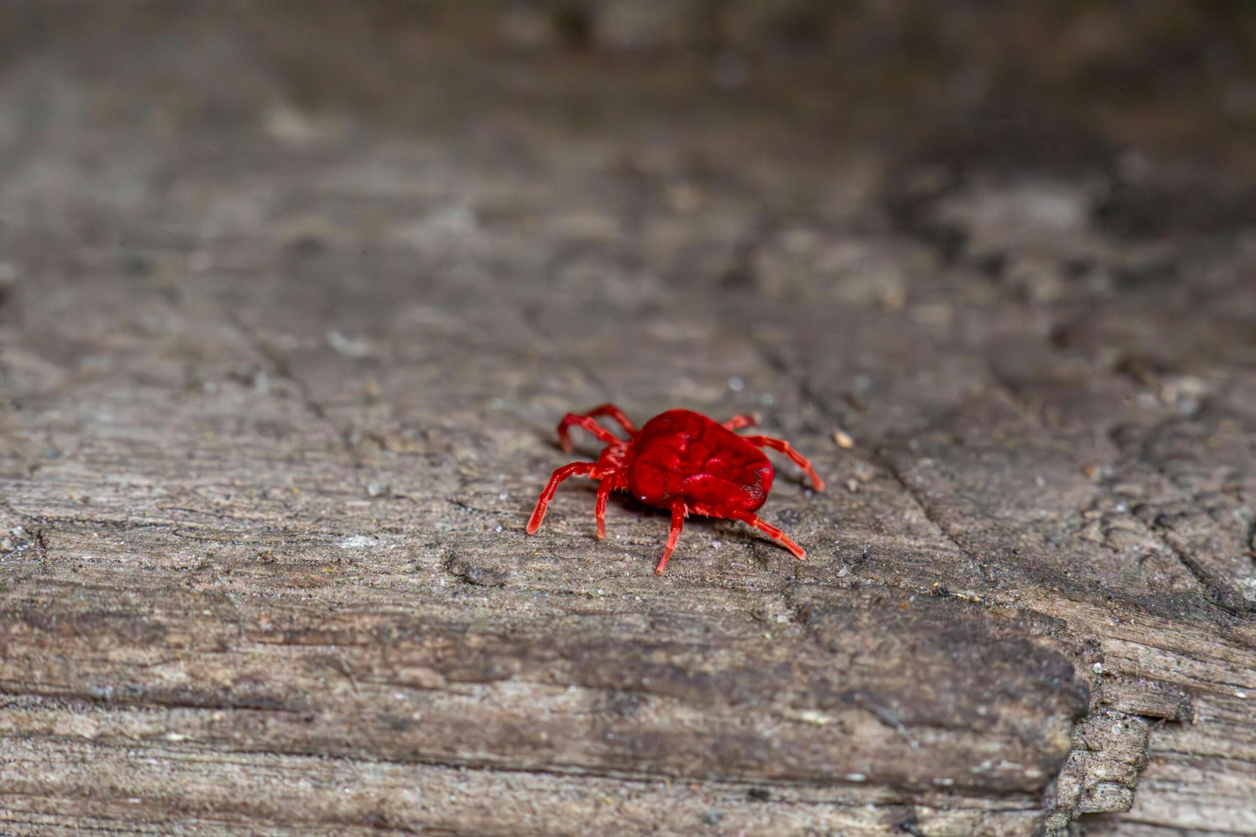 clover mites