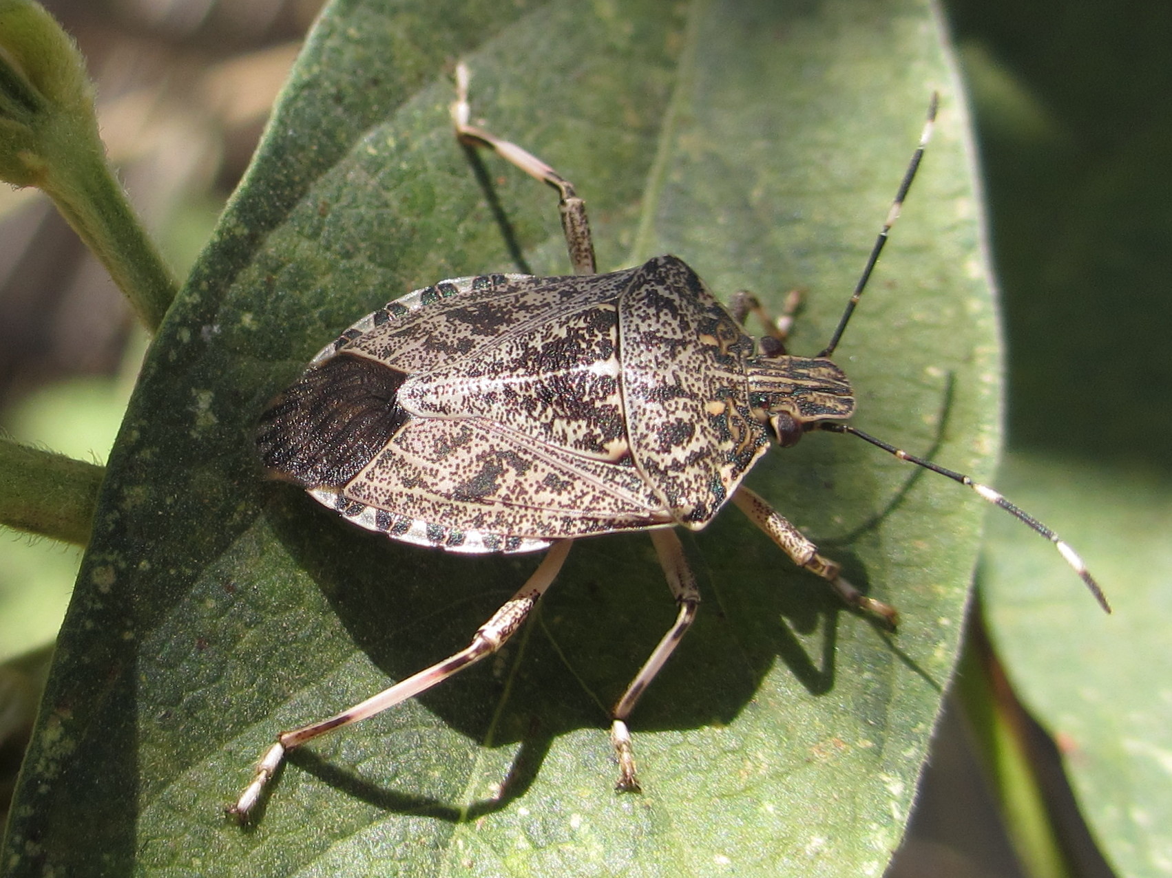 Stink bug 1