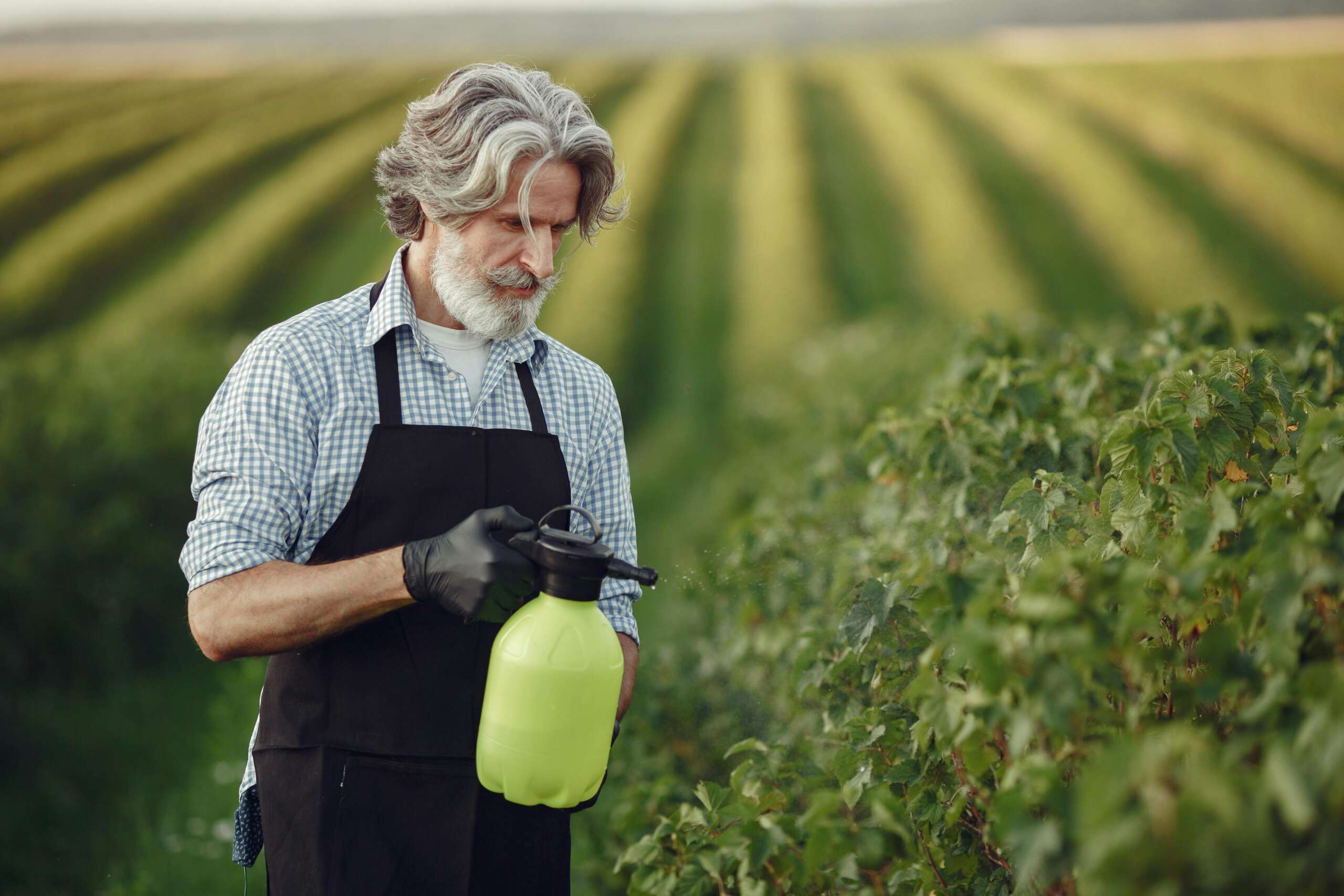 Effective Pest Management: DIY Methods vs. Professional Services for Complete Home Protection 1 Effective Pest Management: DIY Methods vs. Professional Services for Complete Home Protection