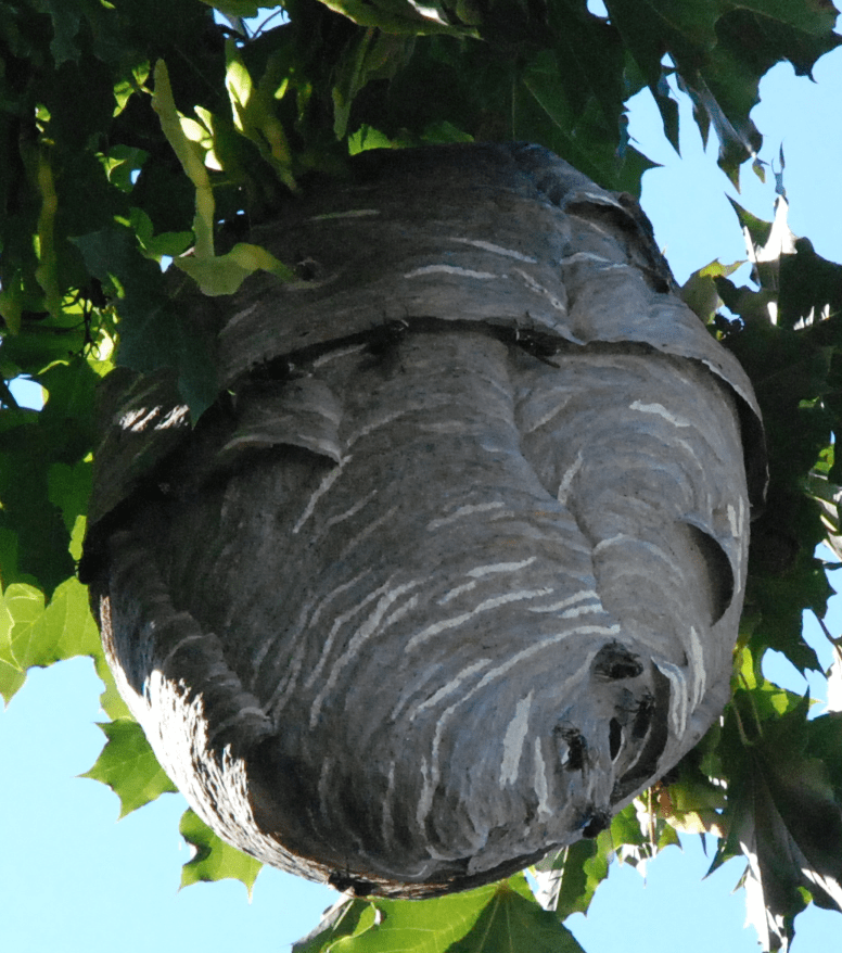 Dealing with Wasps and Hornets in Avon Lake: Expert Safety Tips for Homeowners 1 Large wasp nest