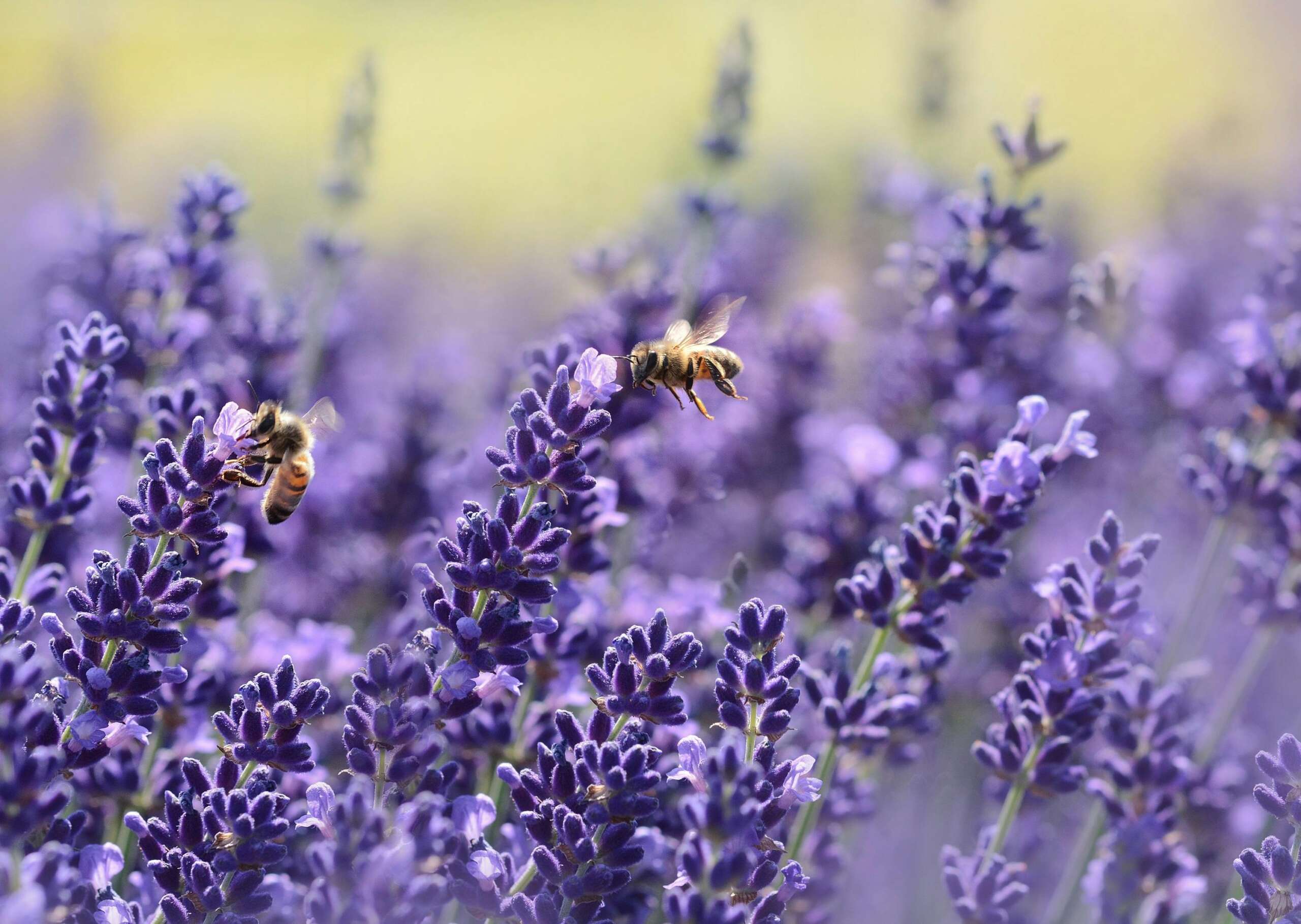 Spring Bees in Northeast Ohio: A Complete Guide 1 Spring Bees in Northeast Ohio: A Complete Guide