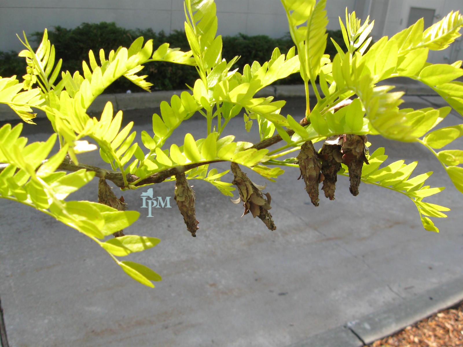 Bagworm Control Northeast Ohio: Complete Guide to Protecting Your Evergreens in 2025 1 Bagworms 10069129433