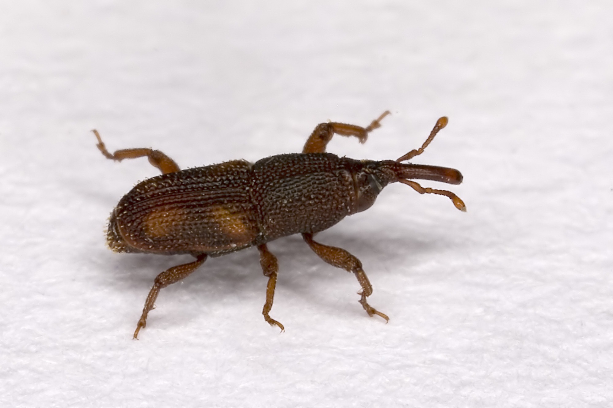 Weevil