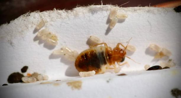 bed bug exterminator Avon Lake, Ohio, bed bug treatment," "bed bug exterminator near me Pest Asset