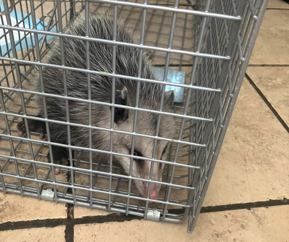 opossum