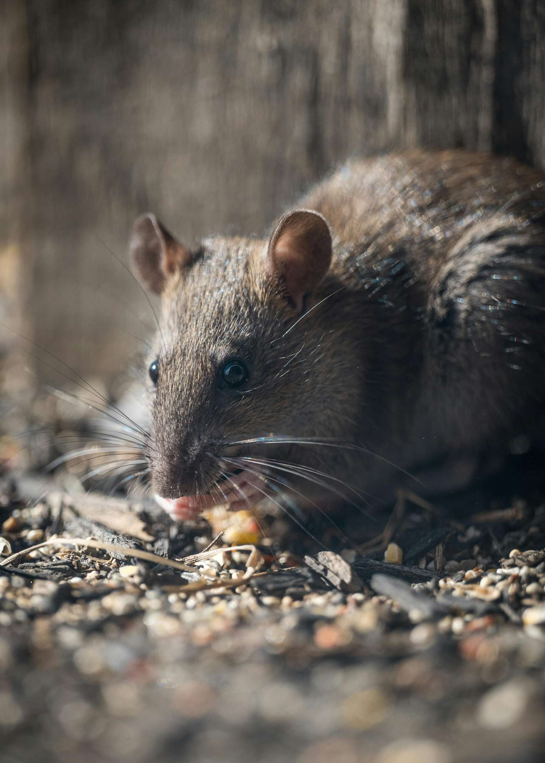 rodent-borne diseases Hantavirus Pest Asset